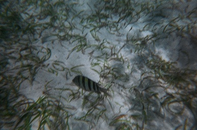 Scuba pictures from the Cayman Islands