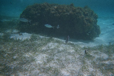 A chunk of underwater coral