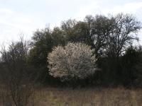 What appeared to be apple trees were in full bloom.