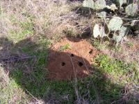 'Death comes for you, Insects!'