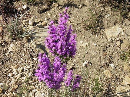 Pink-scale Gayfeather... guess they name plants differently in Texas.