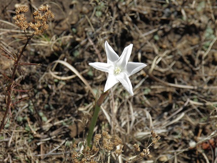 A rain lily of some sort? Not sure on this one.