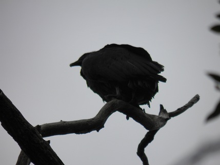 One of a flock of vultures roosting in a tree