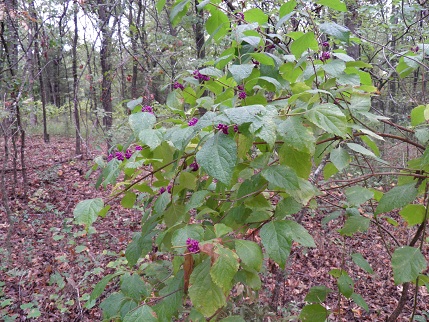 A beautyberry bush