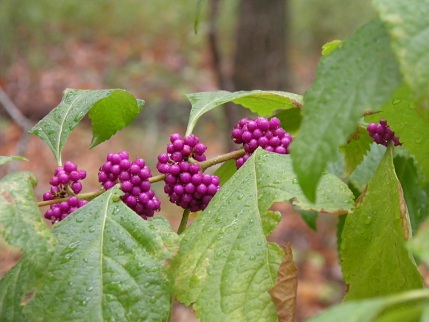 A close-up of some of the beautyberries