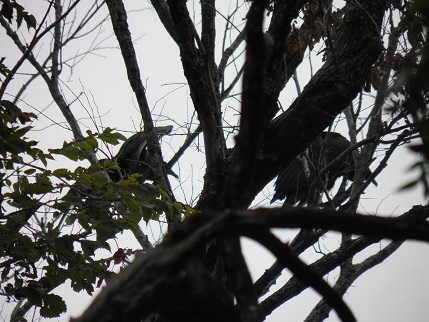 One more shot of the elusive vultures