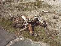 A buffalo corpse awaited us there!